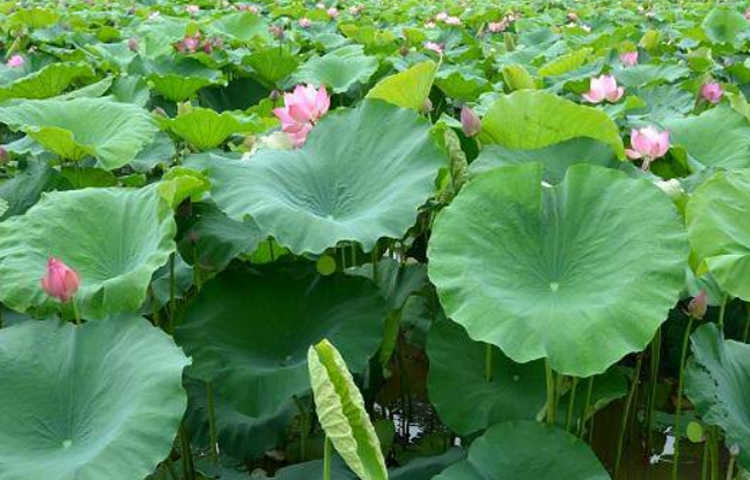 Lá Sen (Liên Diệp - Nelumbo nucifera)